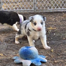 Radar - Blue merle male Border Collie puppy in Menasha, Wisconsin from Little Rose Retrievers