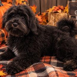Astyn - Black male Cockapoo puppy in Lebanon, Kentucky from Mosaic Merle Doodles