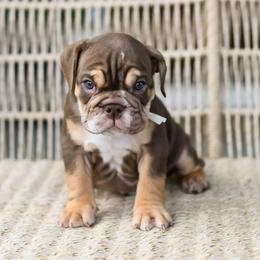 Cheyenne - Chocolate tri-color female Bulldog puppy in Kennewick, Washington from Badger Canyon bulldogs