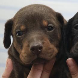 Doberman Pinschers from Aleyamma Dobermans