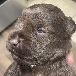 Miniature Schnauzer Puppies from Pam's Schnauzers