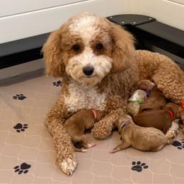 Goldendoodle puppies from Wagging Tailz Pups