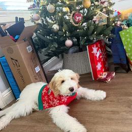 Bernedoodle, Goldendoodle, and Sheepadoodle Puppies from High Desert Doodles