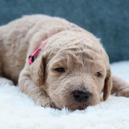 Annie - Parti female Goldendoodle puppy in Cherry Creek, New York from Doodles Pups of NY