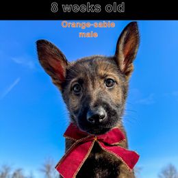Orange - Sable German Shepherd puppy in Maryland from Soco.GSD's