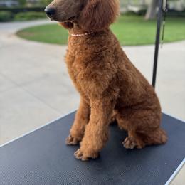 Poodle All Grown Up from Riverside red poodles