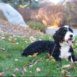 Elvis - Bernedoodle