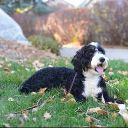 Elvis - Bernedoodle