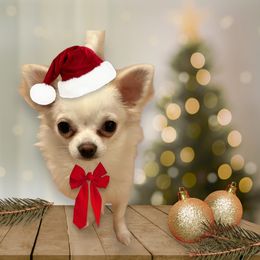 Chihuahua Puppies from Cranbrook Kennels