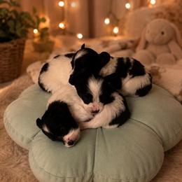 Papillon Puppies from FlutterBy