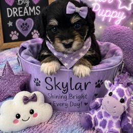 Skylar - Tri-color female Coton de Tulear puppy in Freeport, Texas from H❤️PE COTONS