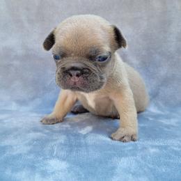 Boy 2 - Blue fawn male French Bulldog puppy in Neosho, Missouri from Norris Frenchies