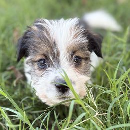 Dot - White and black male Russell Terrier puppy in Lakehills, Texas from Simply Southern Retrievers, LLC