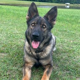 Elle Von Roanwood - Sable female German Shepherd puppy in Carlisle, Arkansas from Roanwood German Shepherds