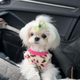 Maltese Puppies from Made to Love Maltese LLC