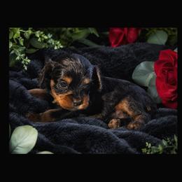 Thorne - Black and tan male Cavapoo puppy in Battle Lake, Minnesota from Panda Puppies