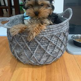 Yorkshire Terrier Puppies from Yorkie Puppies Redwood Ranch