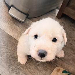 AKC Girl 2 - White female Great Pyrenees puppy in Elfrida, Arizona from Outlaw Acres Farm & Kennels