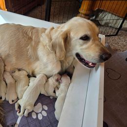 Pink girl - Light golden female Golden Retriever puppy in Albuquerque, New Mexico from Teeter's Desert  Goddess Goldens