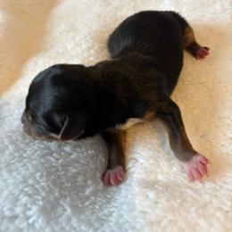 Willow - Blue and gold female Yorkshire Terrier puppy in Brandenburg, Kentucky from Lil Amazing Paws Yorkshire Terriers
