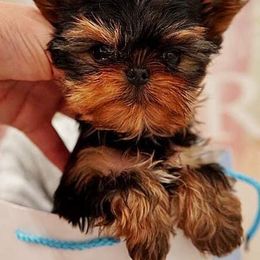 Yorkshire Terriers from Perfectly Posh Yorkies