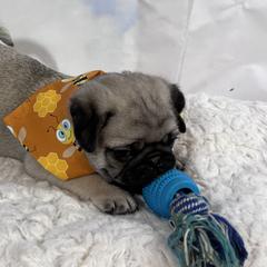 Pug Puppies from Lindsay’s Cenla Pugs!