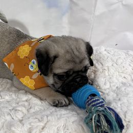 Pug Puppies from Lindsay’s Cenla Pugs!