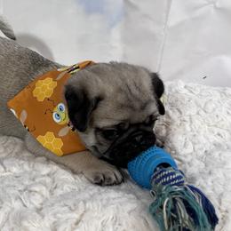 Pug Puppies from Lindsay’s Cenla Pugs!