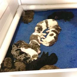 Australian Labradoodle, Bernedoodle, and Labradoodle Puppies from Island View Poodles & Doodles