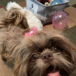 Shih Tzu Puppies from Sharleen's Paw-fect Shih Tzus