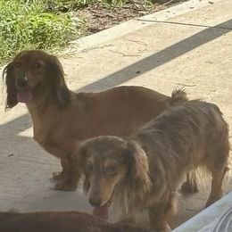 Dachshund puppies from Sonia’s Creamsicle Dachshunds