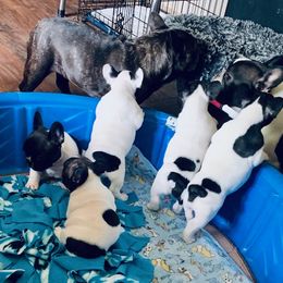 French Bulldog Puppies from BigStar French Bulldogs