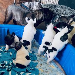 French Bulldog Puppies from BigStar French Bulldogs