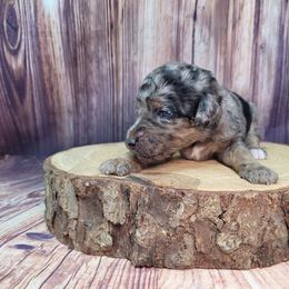 Starburst - Merle female Goldendoodle puppy in Grabill, Indiana from Rose's Doodles