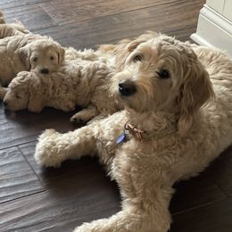 Molly - Goldendoodle
