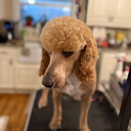 Flynn - Red  male Poodle puppy in Groveland, Florida from Feathers and Hooves Buckley Farms