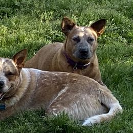 Zuzu - Australian Cattle Dog