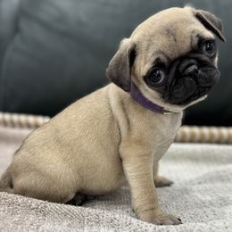 Megan - Boy (2) - Fawn male Pug puppy in Troutman, North Carolina from Ohana Pugs