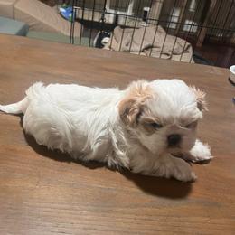 Fern - Cream and white male Shih Tzu puppy in Bardstown, Kentucky from Kelly Clark's Shih Tzu