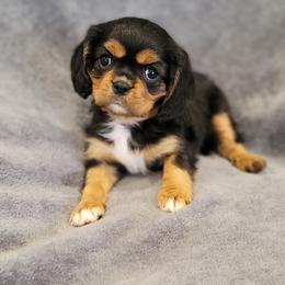 Clementine - Black and tan female Cavalier King Charles Spaniel puppy in Cresthill, Illinois from KonopkaKennelsLLC