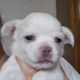 Aphrodite - Cream and white female Chihuahua puppy in El Paso, Texas from JVJ Chihuahua