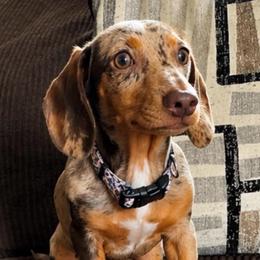Anna belle - Dapple female Dachshund puppy in Desloge, Missouri from Snows Doxies
