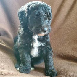 Peaches - Black female Sheepadoodle puppy in Bellevue, Iowa from Fluffy Wonders Poms and Doodles