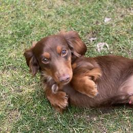 Scout - Dachshund