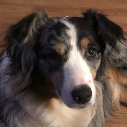 Australian Shepherd All Grown Up from Shallowbrook Farm