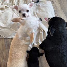 Chihuahua Puppies from McQueen’s Chi”s