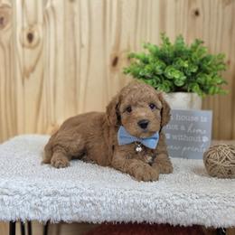 F1B Meet Pippin :) - Red male Cavapoo puppy in Centerville, Iowa from Barnyard Dachshunds, Dals & Doodles