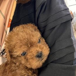 Maltipoo puppies from Premium Teacup Puppy of Hawaii