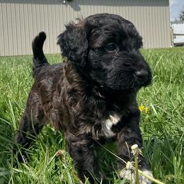 Napoleon - Brindle male Bordoodle puppy in Canfield, Ohio from Poo's Doo's & Inu's