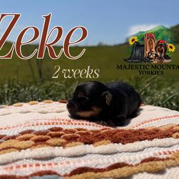 Zeke - Black and gold male Yorkshire Terrier puppy in Baker, West Virginia from Majestic Mountain Yorkies